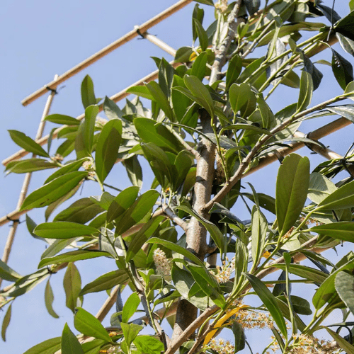 Wie Weit Muss Ein Schuppen Von Der Grundstücksgrenze Entfernt Sein Wie weit darf ein Spalier von der Grundstücksgrenze entfernt sein?